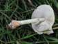 Fehér tarlógomba (Leucoagaricus leucothites), Budai-hegység